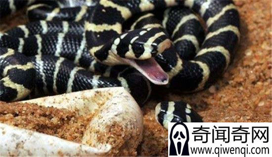 全球最毒的动物蟒蛇大战眼镜王蛇 谁是终极王者?