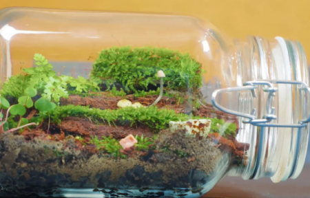 微景观生态瓶怎么养？苔藓微景观的制作方法