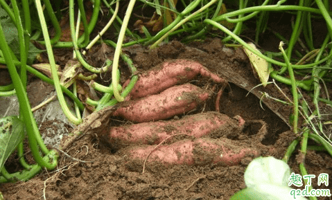 畸形红薯可以吃吗 如何避免种植畸形红薯4