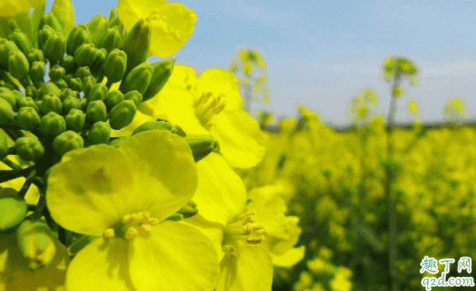 油菜烂杆是咋回事 油菜烂杆要用什么药防冶3