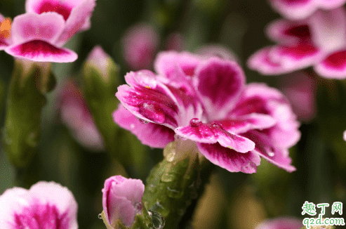 康乃馨是什么季节的花 康乃馨一年花开几次4