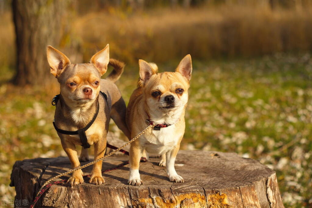 最受欢迎的 10 种小型犬种 10 种最适合家庭的小型犬种