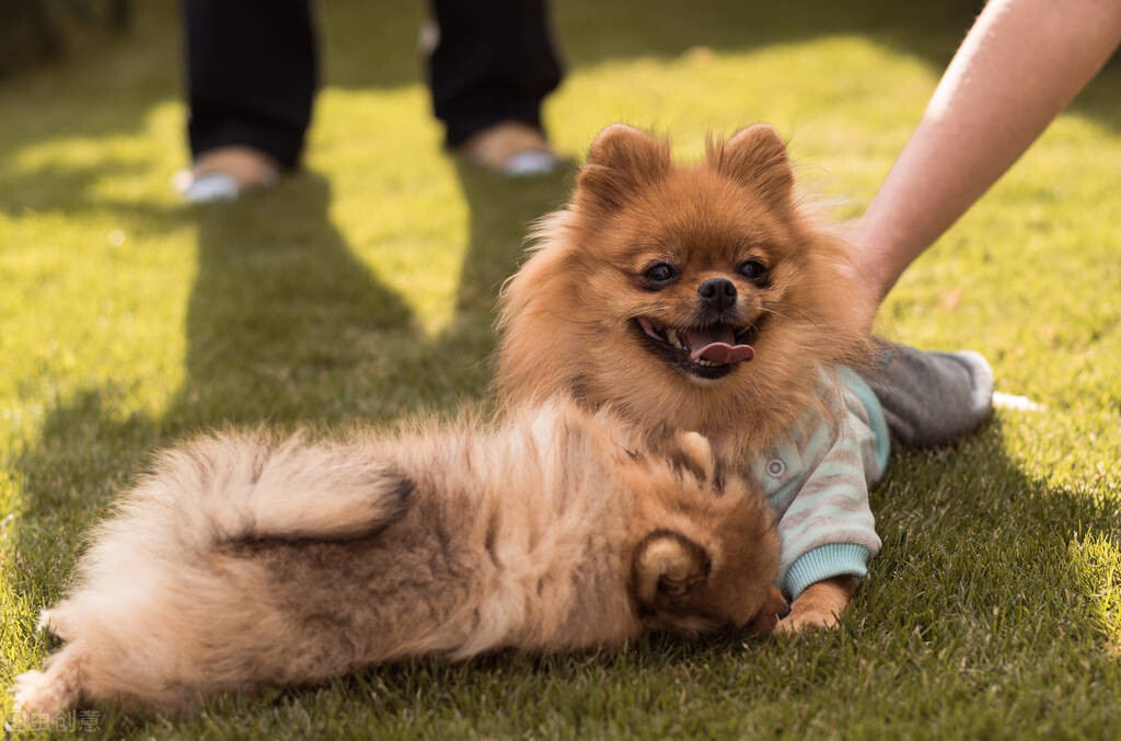 最受欢迎的 10 种小型犬种 10 种最适合家庭的小型犬种