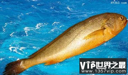 世界上最贵海鱼，蓝鳍金枪鱼贵到不可想象