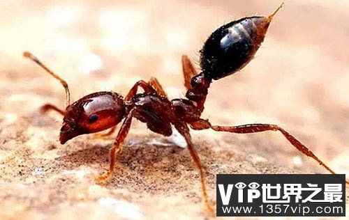 红火蚁为什么会入侵我国？数量较2016年翻一倍