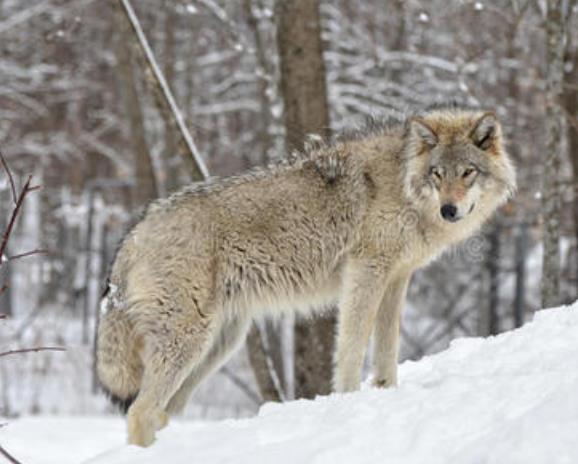 世界上最大的犬科动物：北美灰狼身长2米体重180斤