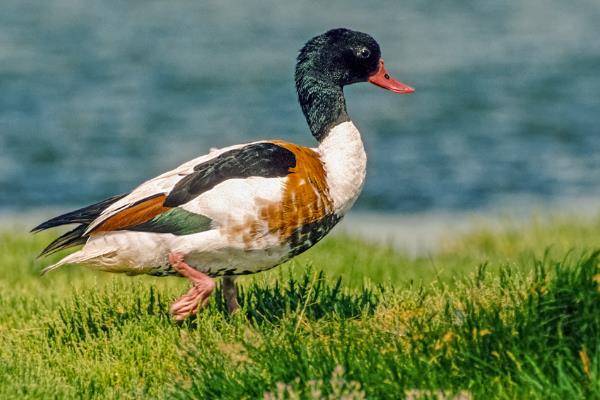 冠麻鸭:一种雌雄两色的鸭子(长有绿色羽冠/带白眼圈)