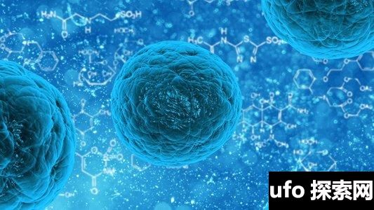日本科学家利用干细胞培育肾脏组织