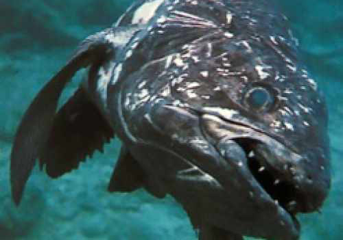 看完这十大史前深海怪物，深海恐惧症治不好了！