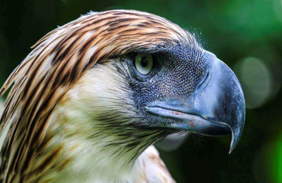 比阿根廷巨鹰还大的鹰 菲律宾鹰对什么有很强的意识