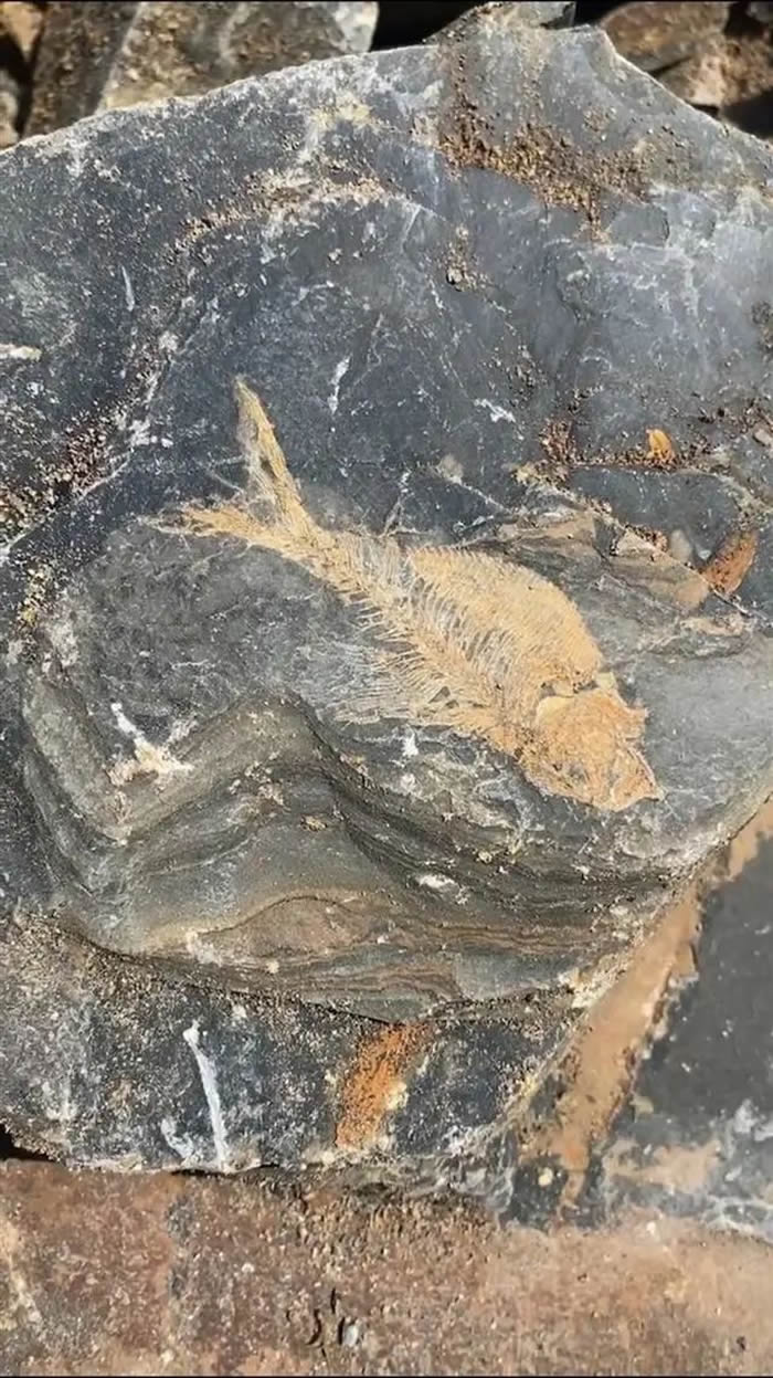 浙江省台州临海发现距今1亿多年的白垩纪鱼化石