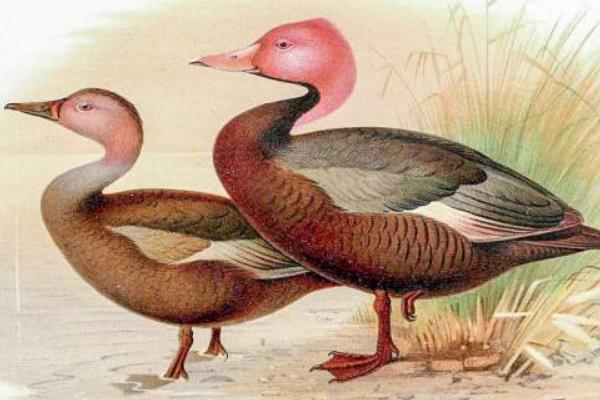 粉头鸭:一种极度濒危的粉色潜鸭(总数不足五十只)