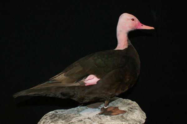粉头鸭:一种极度濒危的粉色潜鸭(总数不足五十只)
