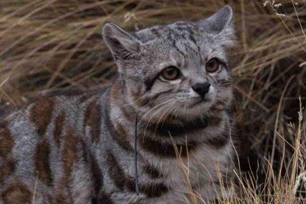 安地斯山猫:南美最濒危的山猫(总体不足2500只)