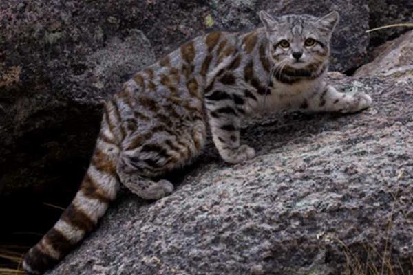 安地斯山猫:南美最濒危的山猫(总体不足2500只)
