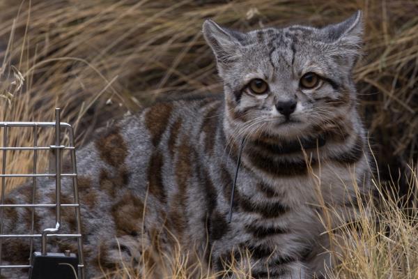 安地斯山猫:南美最濒危的山猫(总体不足2500只)