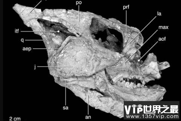 倾角龙：眼眶下长有三角形骨骼的恐龙，体长在1.8米左右
