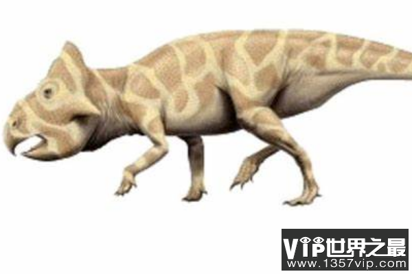 倾角龙：眼眶下长有三角形骨骼的恐龙，体长在1.8米左右
