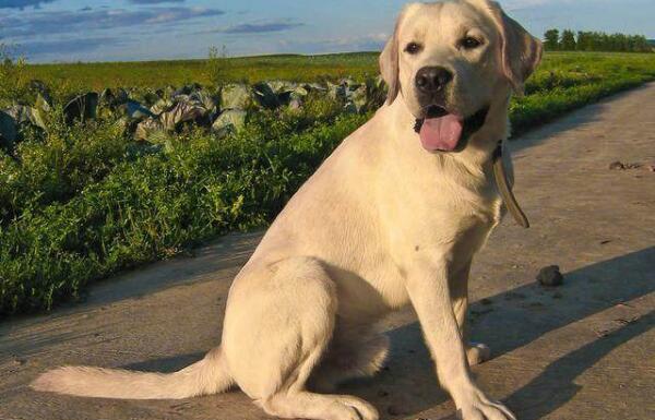 世界上最忠诚的狗狗：中华田园犬上榜，德牧第一