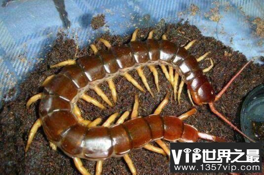世界上最毒的蜈蚣：哈氏蜈蚣，体型大毒性强(无人敢惹)
