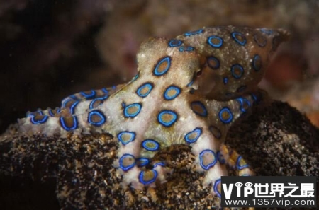 海底致命生物蓝环章鱼，一只蓝环章鱼能毒死26人(图1)