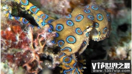 海底致命生物蓝环章鱼，一只蓝环章鱼能毒死26人(图3)