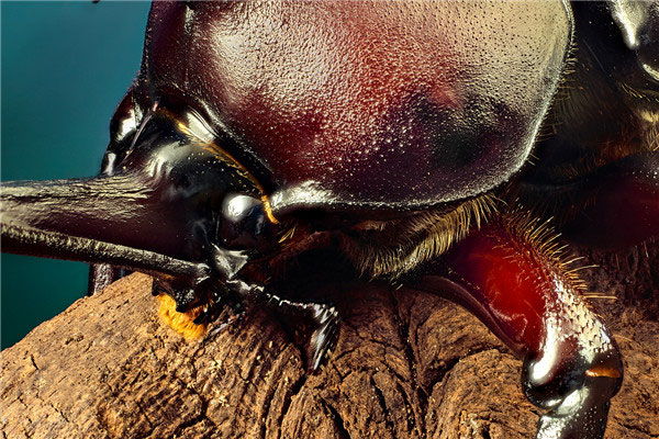 盘点十大濒临灭绝昆虫，你认识哪几种？
