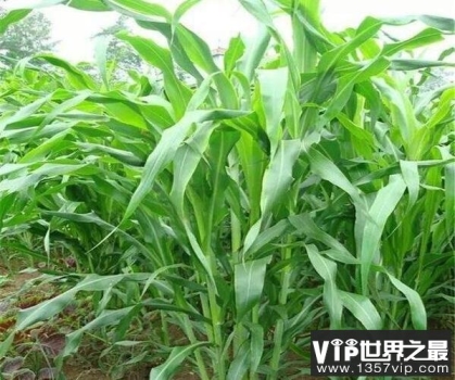常见的牧草品种有哪些？中国常见的十种牧草