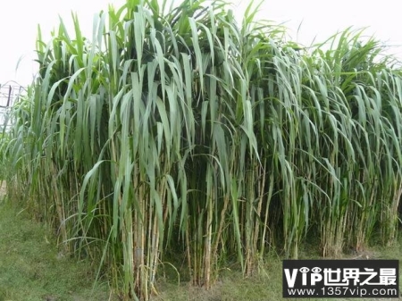常见的牧草品种有哪些？中国常见的十种牧草