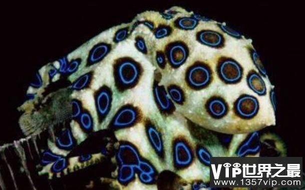 蓝环章鱼有多毒，一滴毒液秒杀十多人，遇到它躲着走