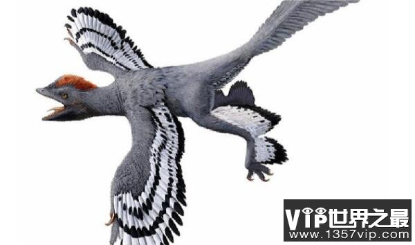 近鸟龙：有三角形的头骨的小型四翼恐龙