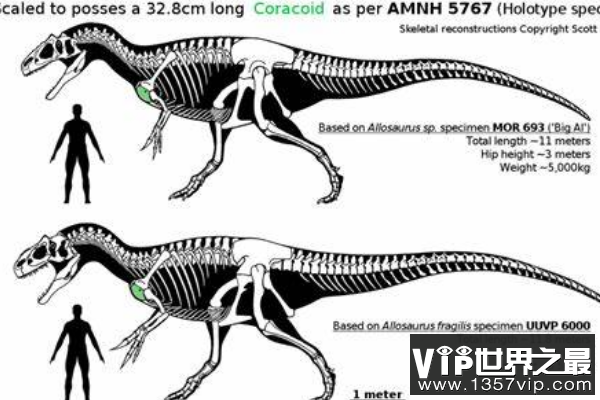 依潘龙：异特龙科的顶级肉食恐龙（长12米/鼻骨有角状装饰）
