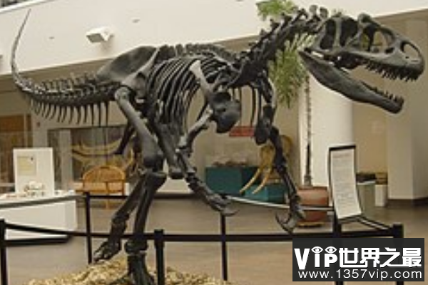 依潘龙：异特龙科的顶级肉食恐龙（长12米/鼻骨有角状装饰）