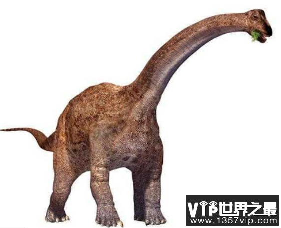 巴拉帕龙：体长18米的蜥脚类恐龙，臀高5.5米的巨型恐龙