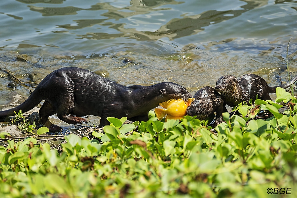 新加坡河边正在吃午餐的野生水獭家族（非搬迁的家族）。</p><p>图片来源：Brian Evans（CC BY-ND 2.0）