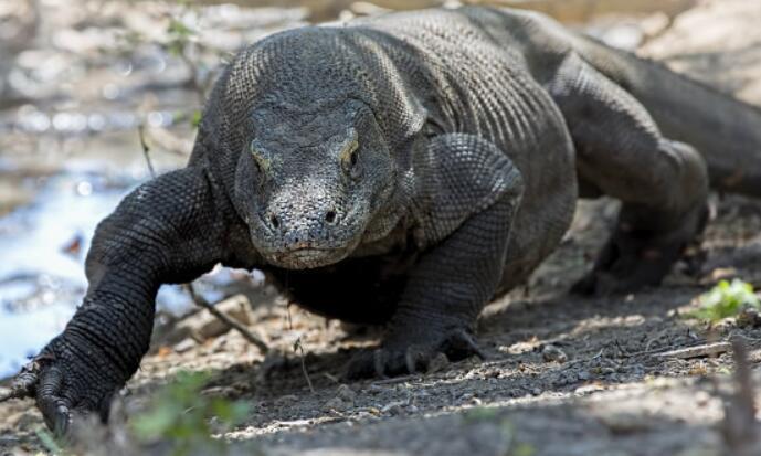 世界上最毒的四脚蛇：科莫多巨蜥，含剧毒吃同类幼体