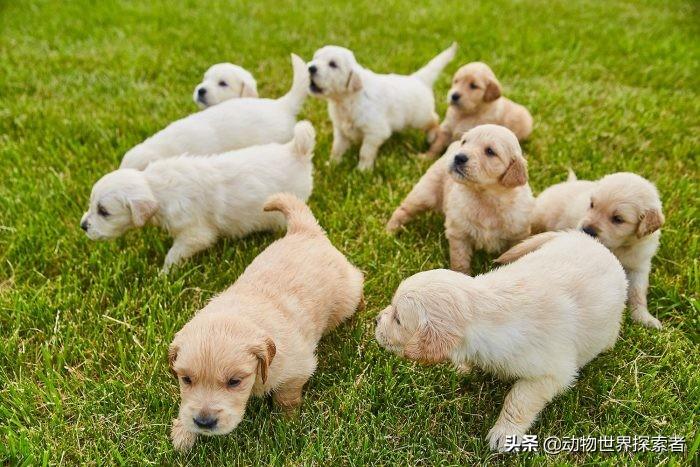 世界上可爱程度靠前的的十种小狗狗,最可爱的狗排名