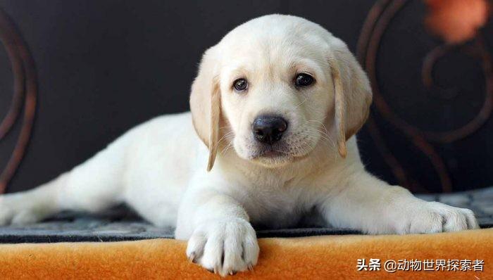 世界上可爱程度靠前的的十种小狗狗,最可爱的狗排名