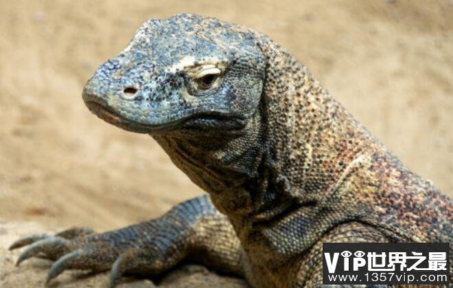 世界上最毒的蜥蜴：科莫多巨蜥，含剧毒吃同类幼体