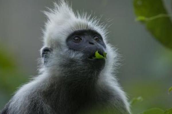 冠叶猴:一种头顶长白毛的猴(广西特色物种/仅四百只)