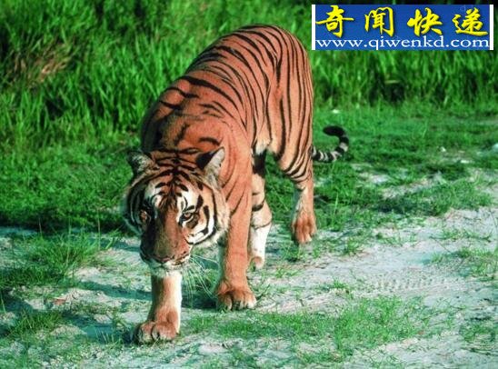 世界上最霸道的老虎，爪哇虎(用尿液界定自己的范围)