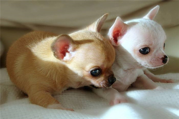 世界上最小的狗是什么狗？吉娃娃“蜜莉”体长9.65厘米