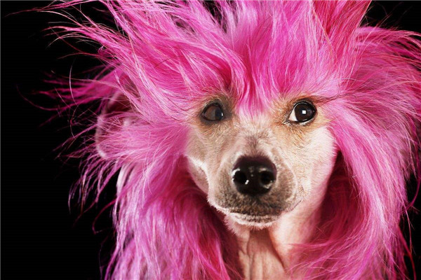 世界上最丑的犬种是什么：冠毛犬仅有头部与四肢上有毛发