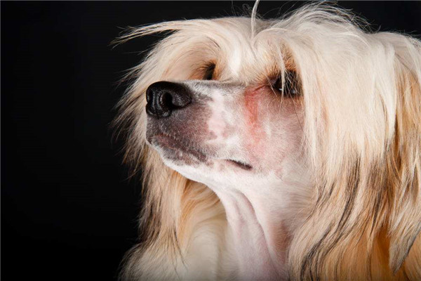 世界上最丑的犬种是什么：冠毛犬仅有头部与四肢上有毛发