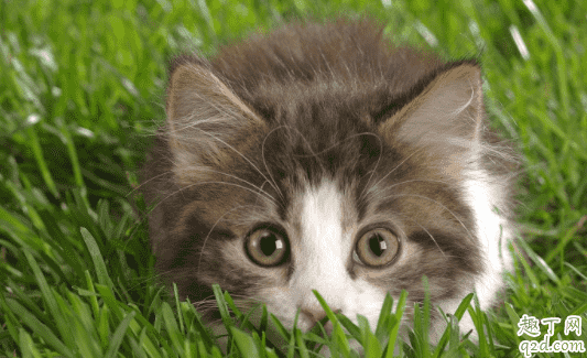 为什么猫咪做了驱虫还是挠 40天小猫能体外驱虫吗4