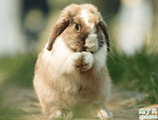 兔子耳朵凉的是怎么了 兔子耳朵热是怎么回事1