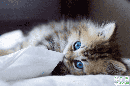 猫咪鼻子凉凉的代表健康吗 猫咪鼻子干是生病了吗4