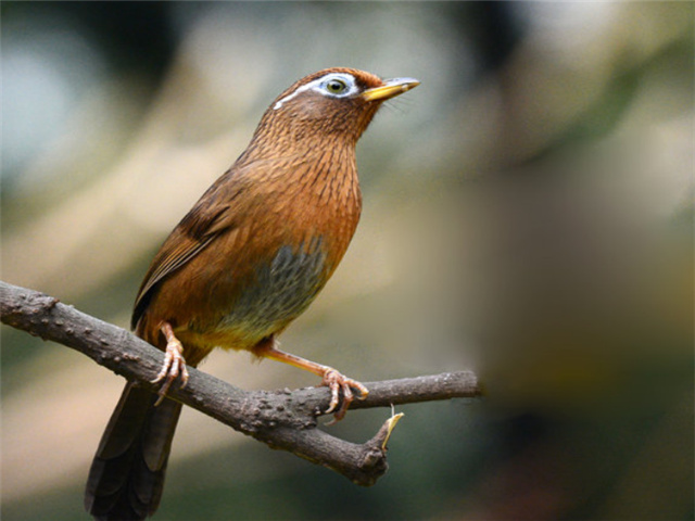 盘点自然界中10种最粘人鸟类