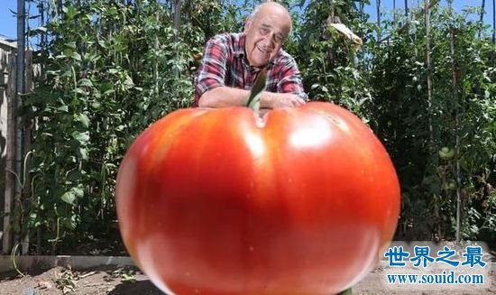 世界上最大的番茄 重达8斤(可供10个食用)