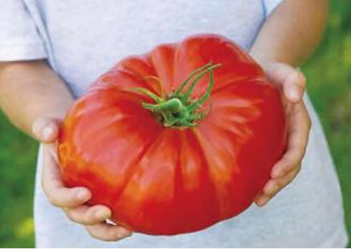 世界上最大的番茄 重达8斤(可供10个食用)